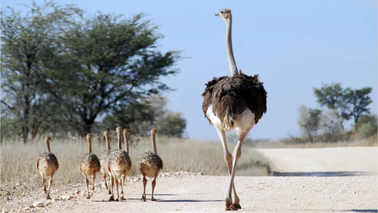 The Biggest Bird in the World: Meet the Majestic Ostrich